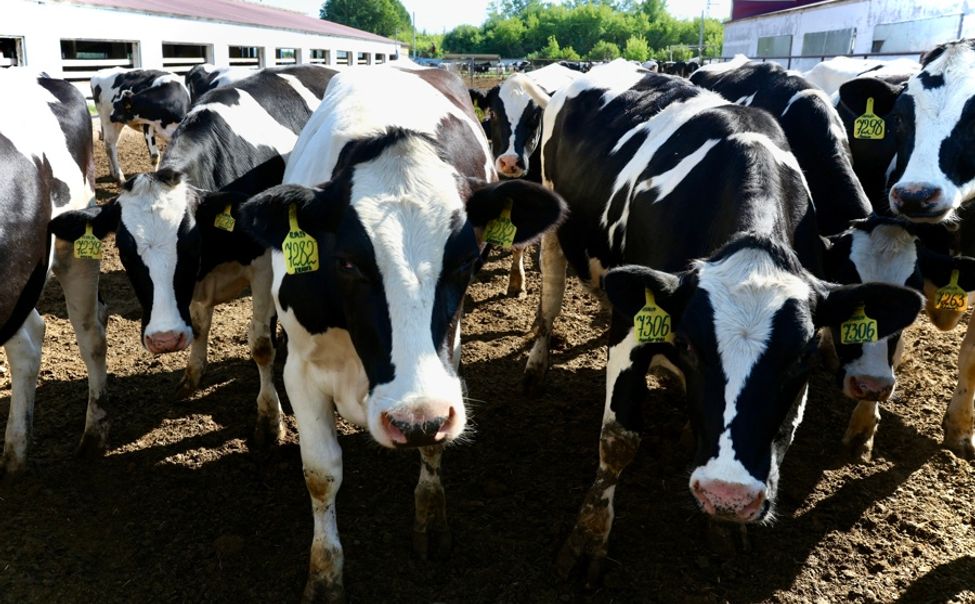 В Чувашии стартовал отбор получателей субсидии по поддержке переработки сырого молока