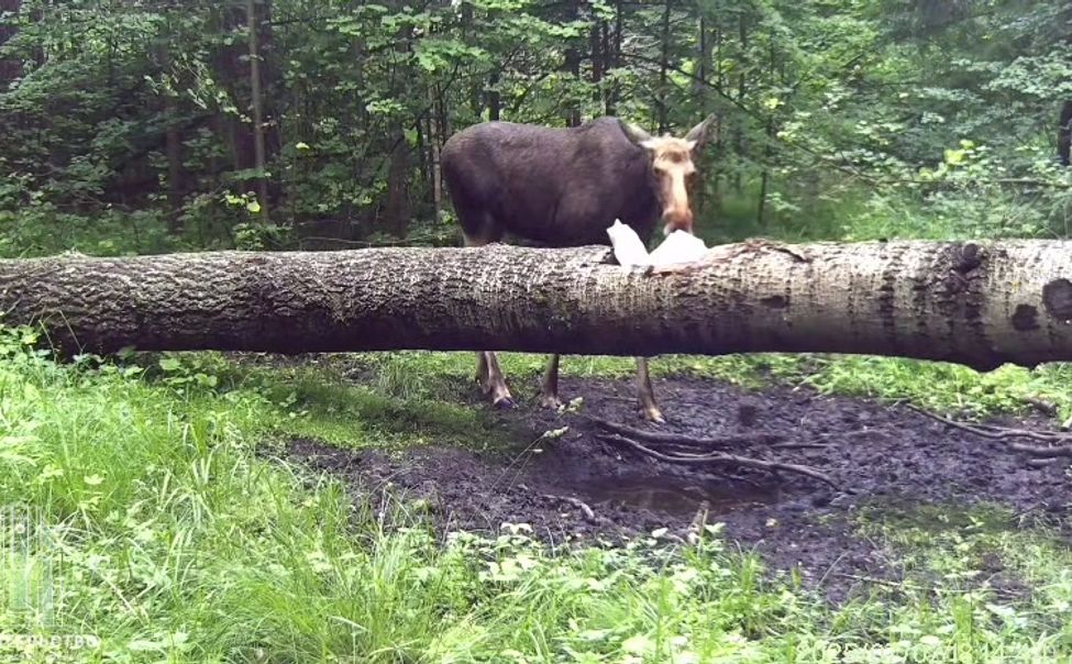 В Чувашии утвердили лимиты добычи диких животных