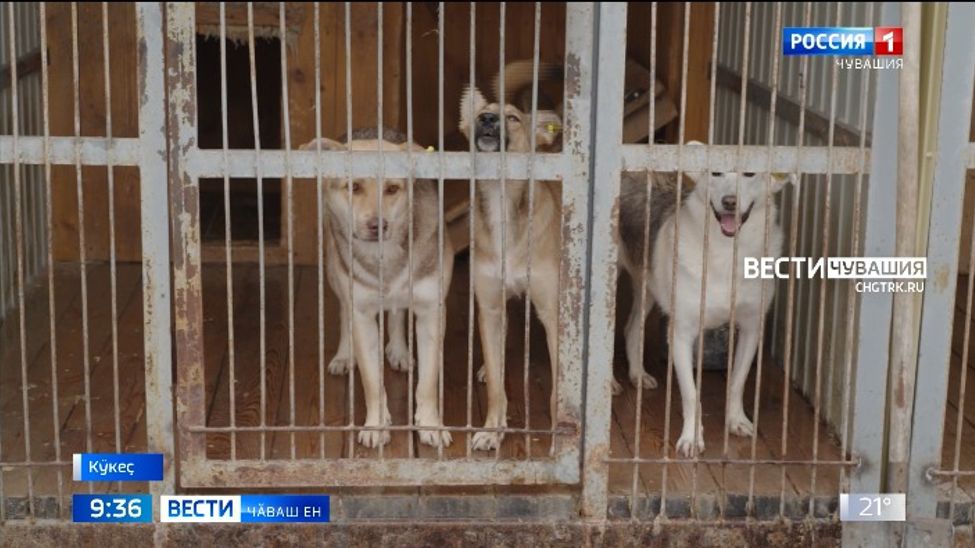 Прививка тӑваҫҫӗ, шута илеҫҫӗ... унтан кӑларса яраҫҫӗ