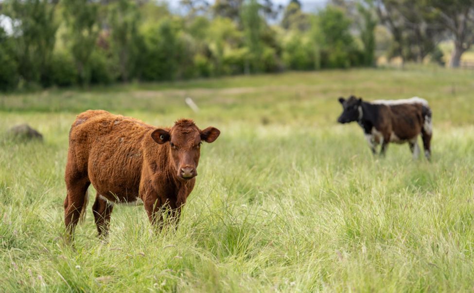 В Чебоксарском муниципальном округе установлен карантин по псевдомонозу