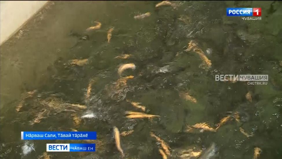 Тӑвай тӑрӑхӗнчи фермер пулӑ консервӗ кӑларма пуҫласшӑн