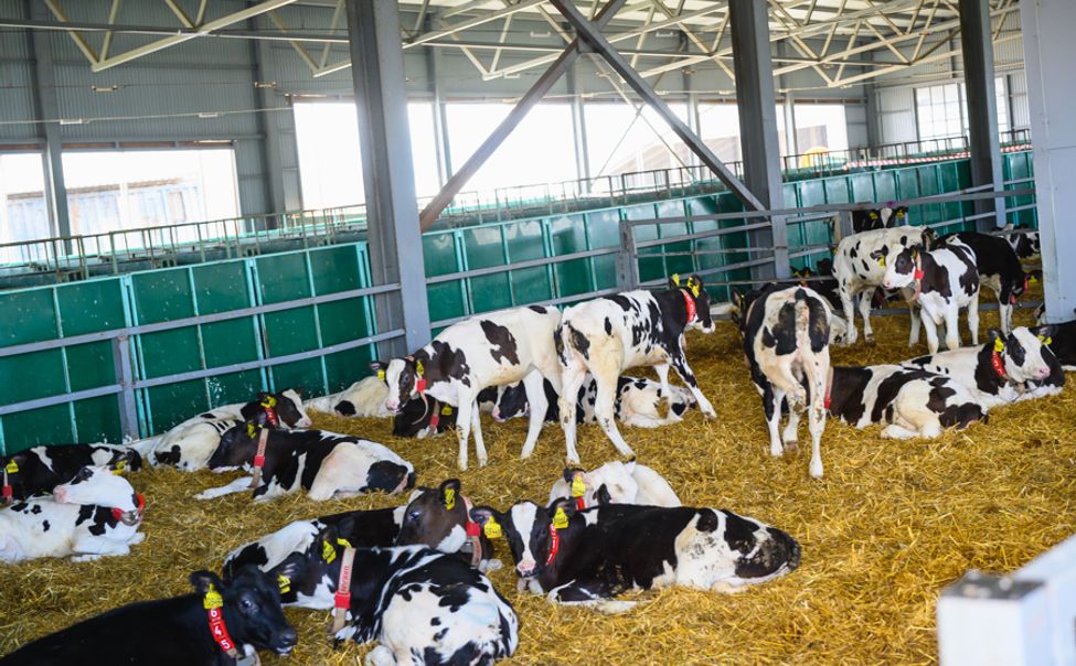 В Чувашии пройдет отбор на предоставление поддержки в области сельхозстрахования животноводства