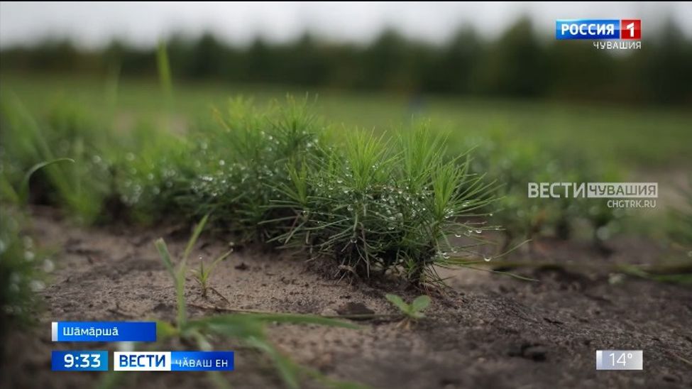 Республикӑри пӗрремӗш вӑрман хуҫалӑхне йӗркеленӗренпе 100 ҫул ҫитрӗ