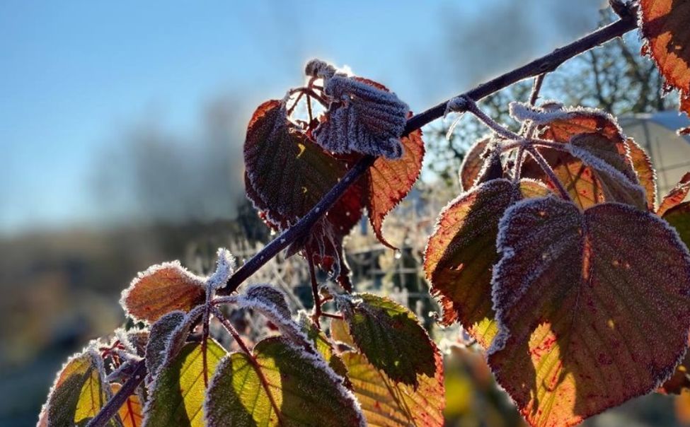 Жителей Чувашии предупреждают о грядущих ночных заморозках