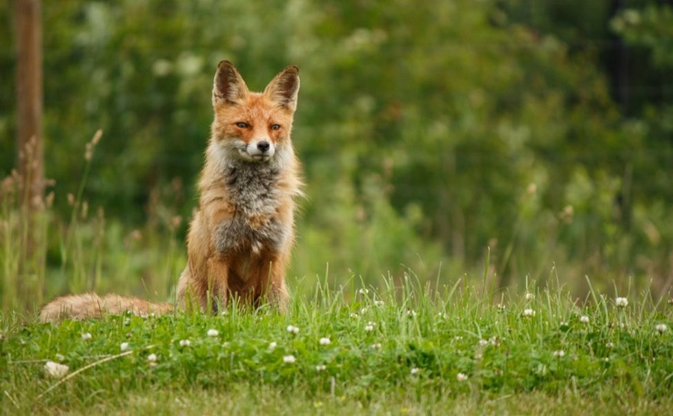 В Новочебоксарске введен карантин по бешенству