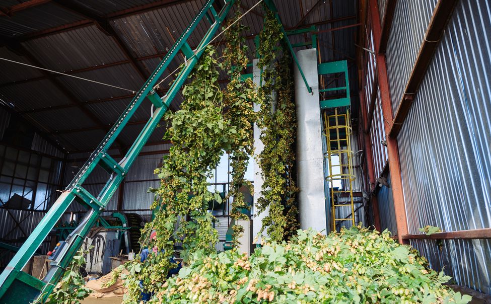 В Чувашии уже собрано 35 тонн хмеля