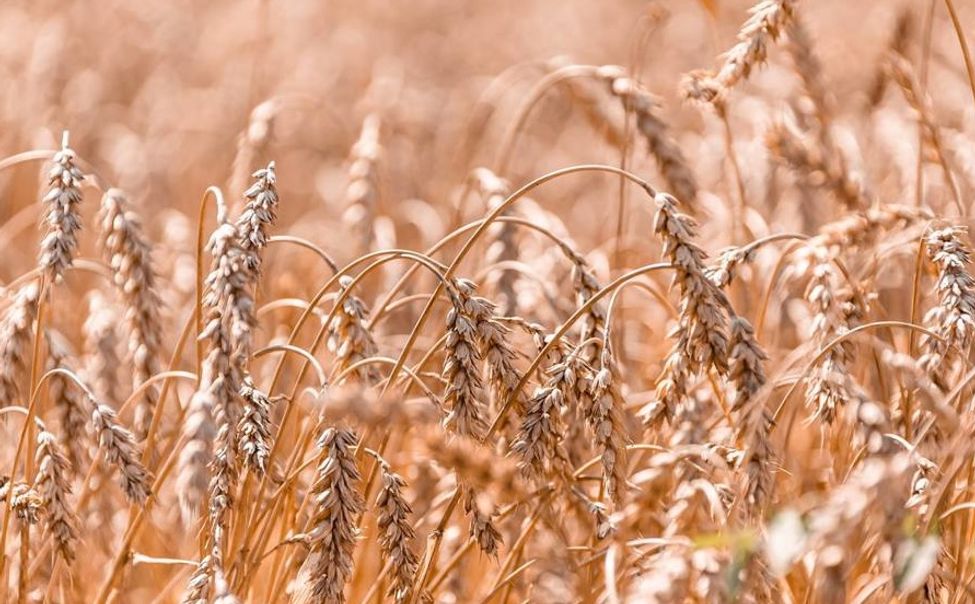 В Чувашии аграриям перечислено около 87% субсидий на поддержку сельского хозяйства