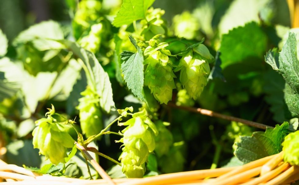 Минсельхоз Чувашии принимает заявки на три гранта для хмелеводов