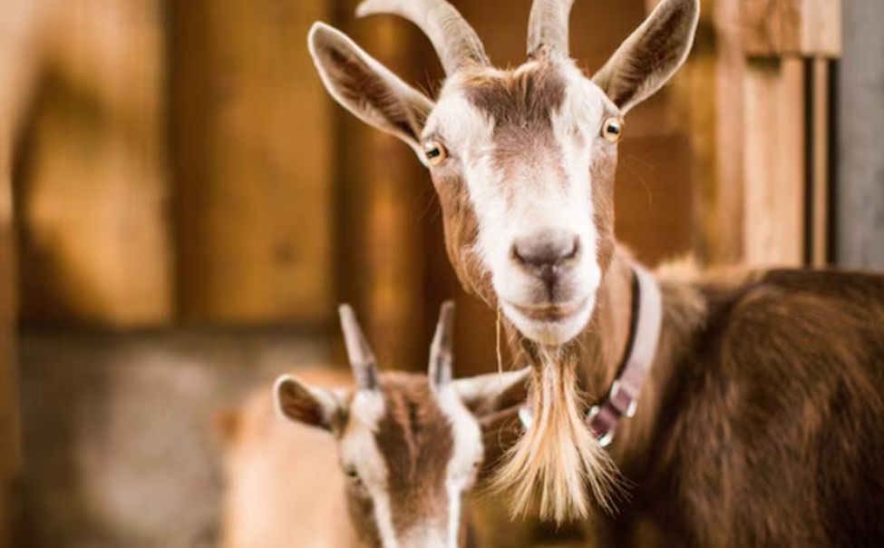 Чувашским сельхозпроизводителям выделили субсидии за выращивание овец и коз