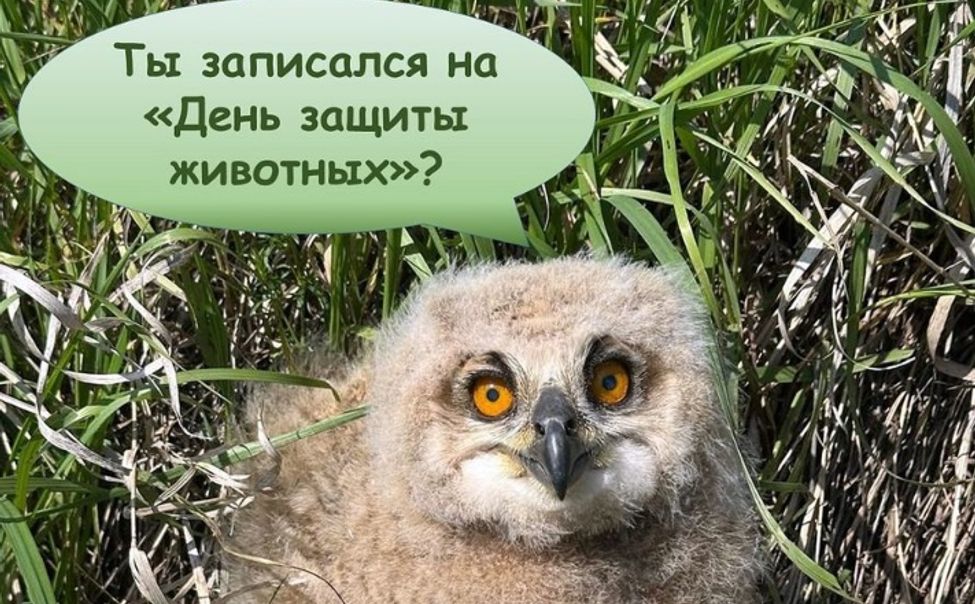 Заповедник «Присурский» приглашает юных знатоков природы на «День защиты животных»