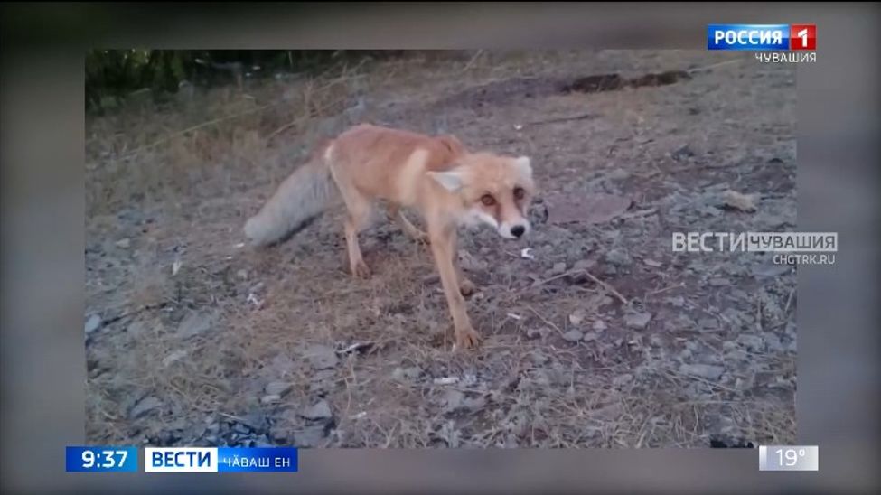 Республикӑра уртаракан чире хирӗҫ кӗрхи вакцинаци пуҫланнӑ