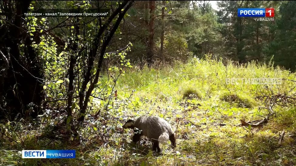 В Присурском заповеднике дикая яблоня стала "столовой" для всех обитателей леса