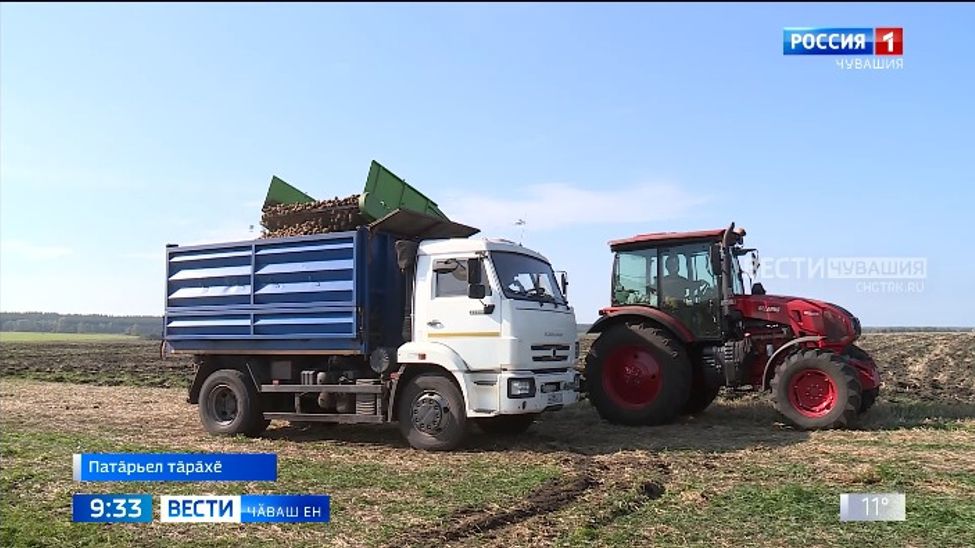 Патӑрьел тӑрӑхӗнче кӑҫал ҫӗр улми уйрӑмах ӑнса пулнӑ