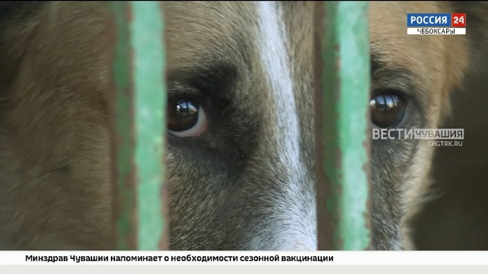 В столичной администрации обсудили вопросы, связанные с бездомными животными