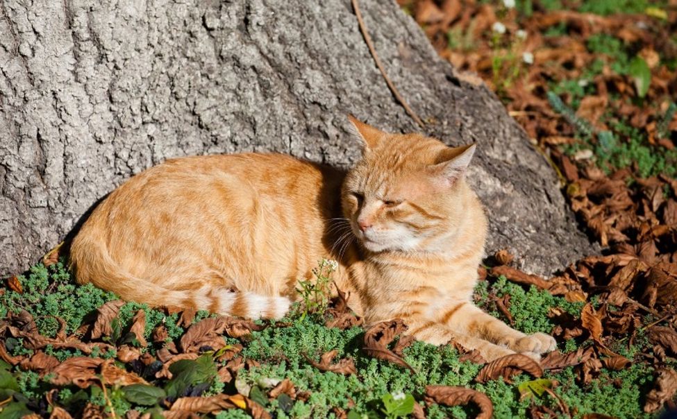 Покровское тепло обещает суровую зиму