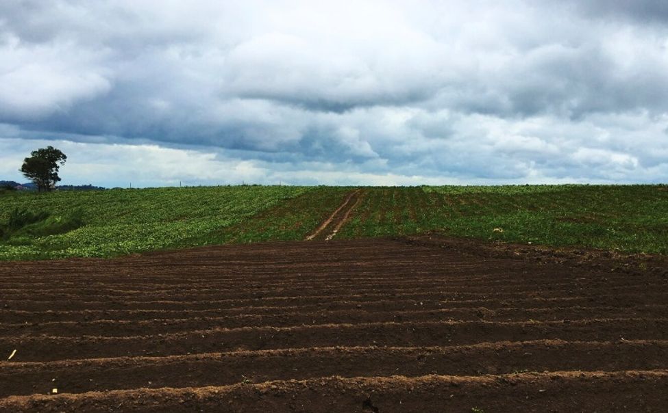 В Чувашии стартуют три отбора получателей агросубсидий