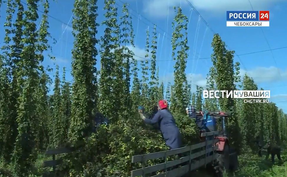 Урожайность хмеля в Чувашии превышает прошлогоднюю почти на 12%