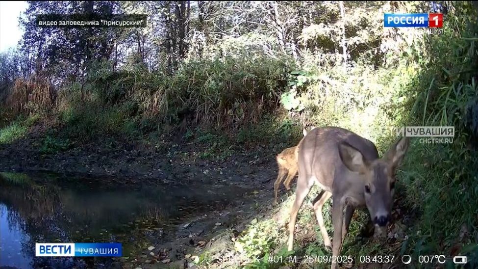 В Чувашии впервые обнаружили европейских косуль