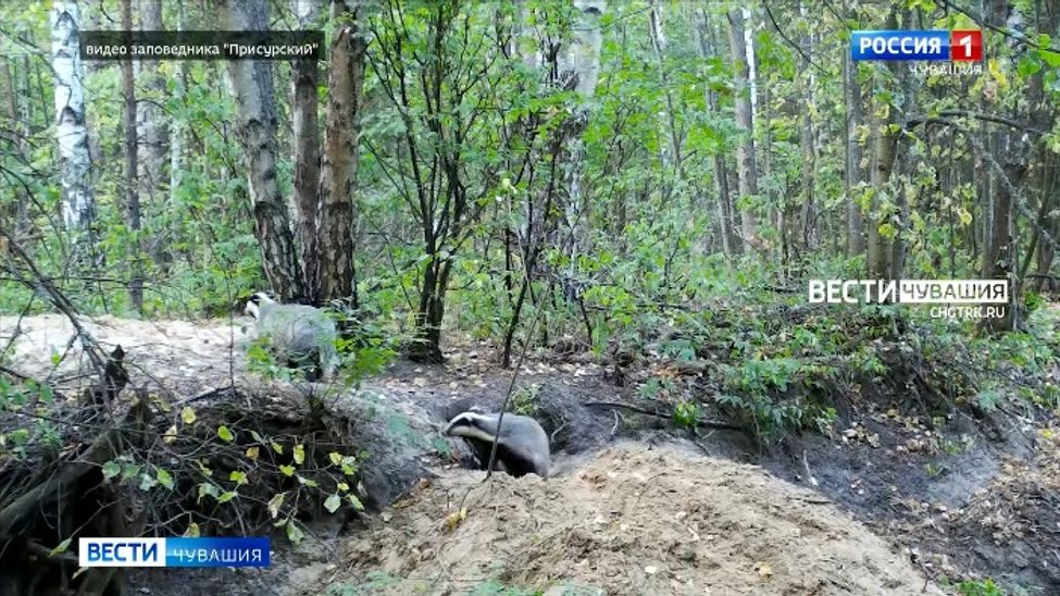 Чувашский «Теремок»: в «Присурском» Потапыч наведался в гости к барсукам