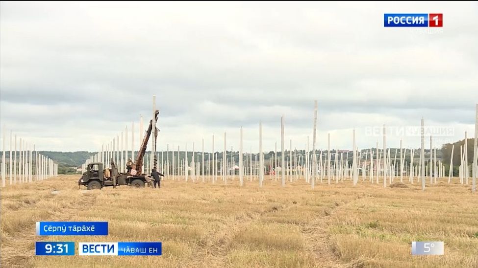 Республикӑри аграри техникумӗсенче хӑмла лартма пуҫланӑ