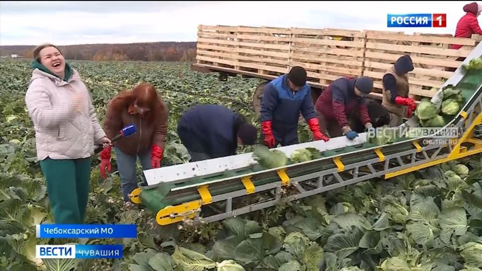 На капусту: съёмочная группа ГТРК «Чувашия» отработала труднаряд в полях
