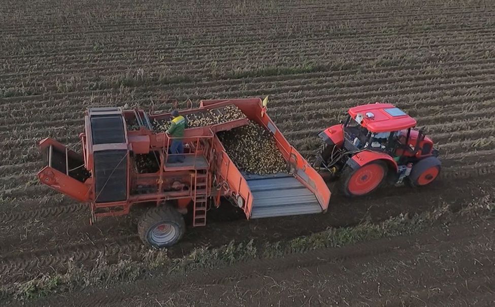 В Чувашии завершилась массовые уборка картофеля