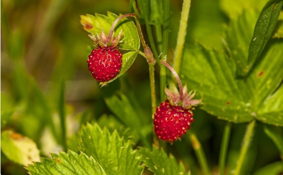 В Чувашии стартовали два отбора на получение агросубсидий