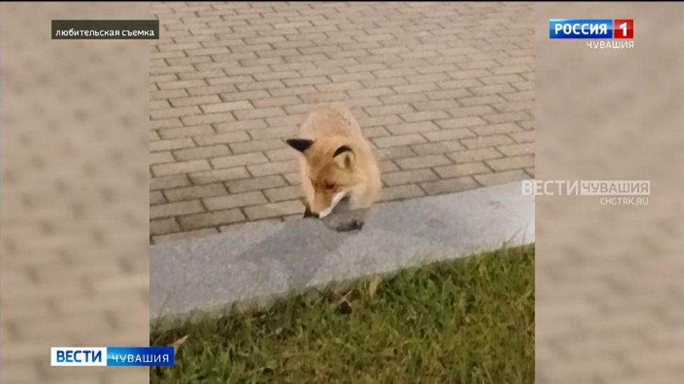 Дикие лисы зачастили в столицу Чувашии