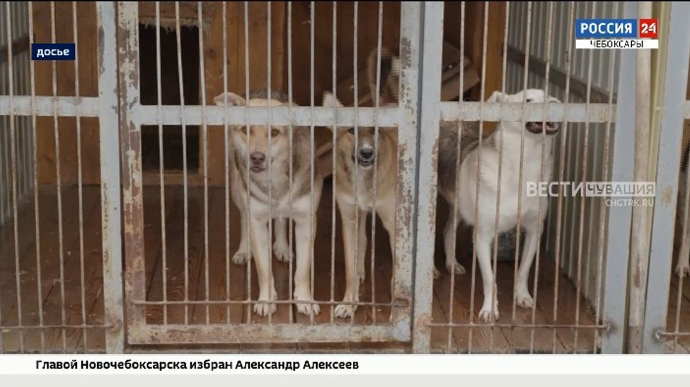 В Чувашии стали реже жаловаться на бездомных животных