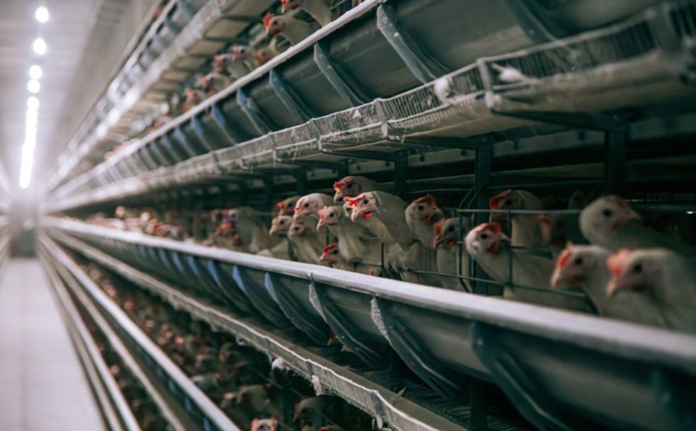 В Чувашии за 10 месяцев произвели почти 100 тысяч тонн мяса