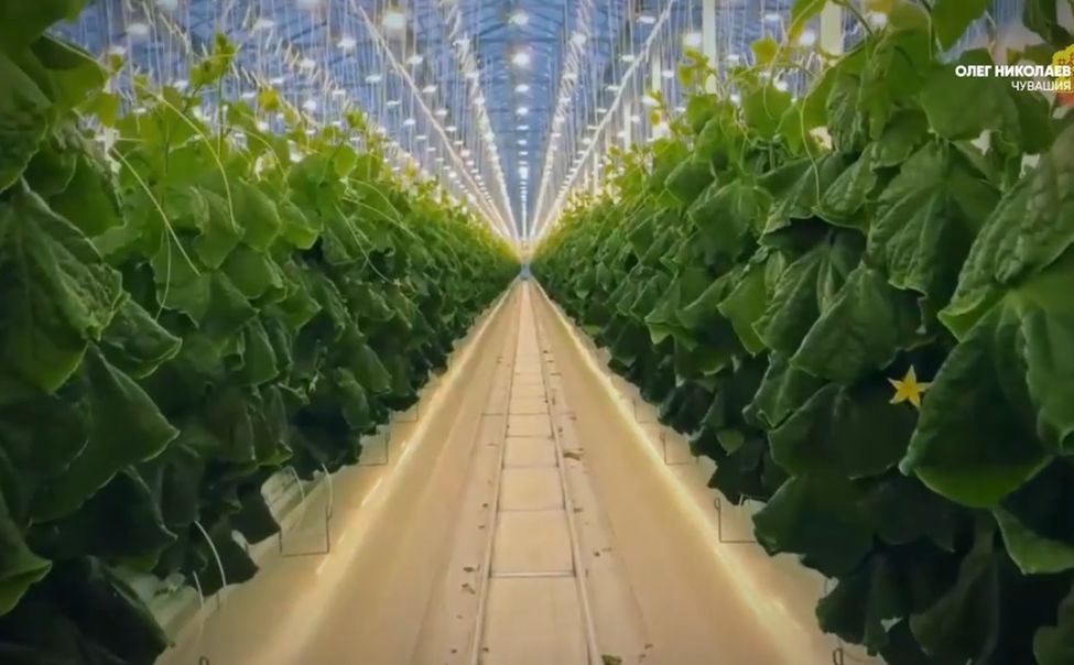 Чувашия вносит вклад в продовольственный суверенитет страны