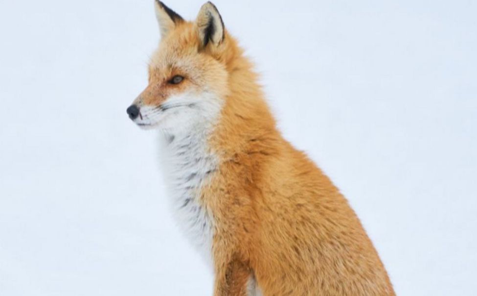 В Порецком округе у лисицы выявили бешенство