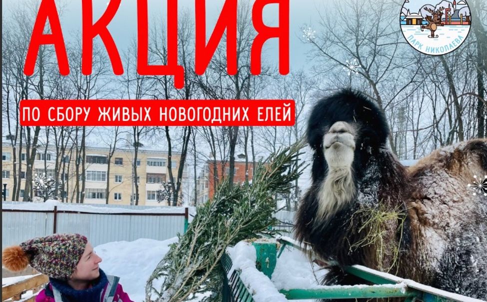 В Чебоксарах новогодние ёлки обменяют на билет в зоопарк