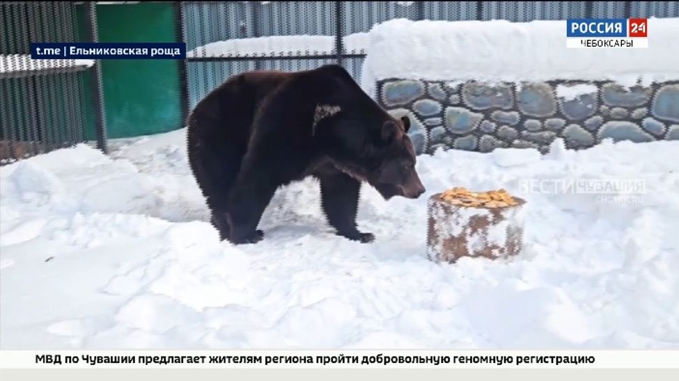 Новочебоксарский медведь Потап отметил день рождения медовым пирогом
