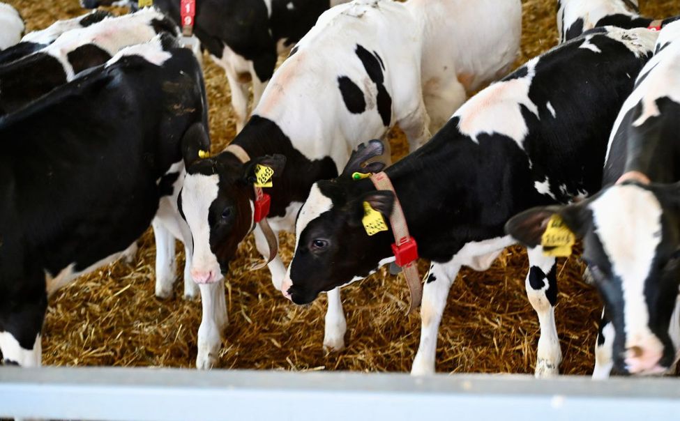 С весны в Чувашии стартует регистрация племенных животных