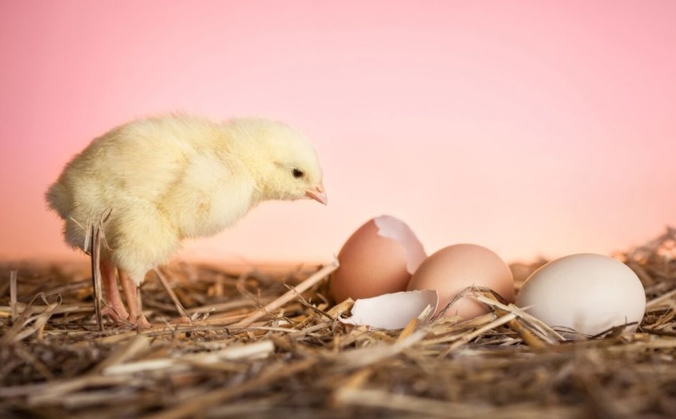 В Чувашии в 2025 году произведено более 550 млн яиц