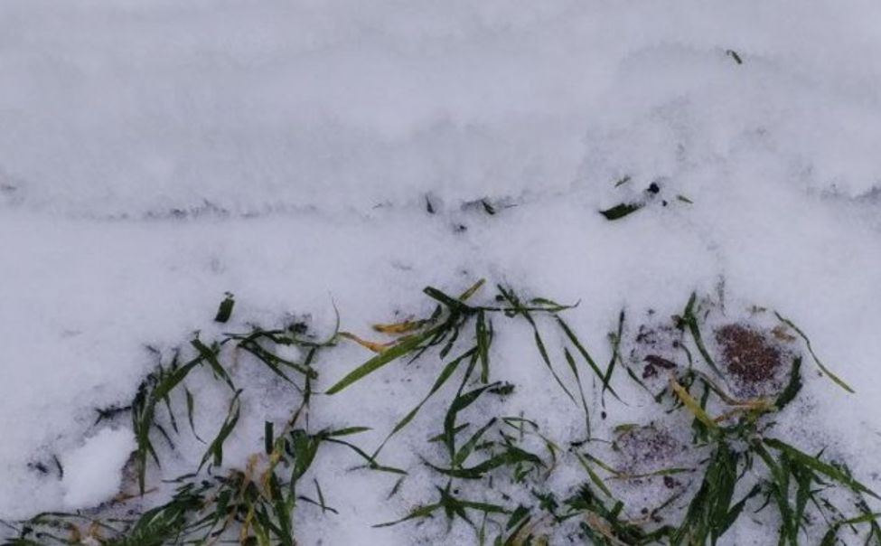 Состояние озимых в Чувашии не вызывает опасений