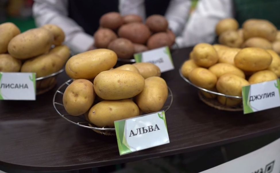 55 тонн картофеля привезут на выставку в Чувашию