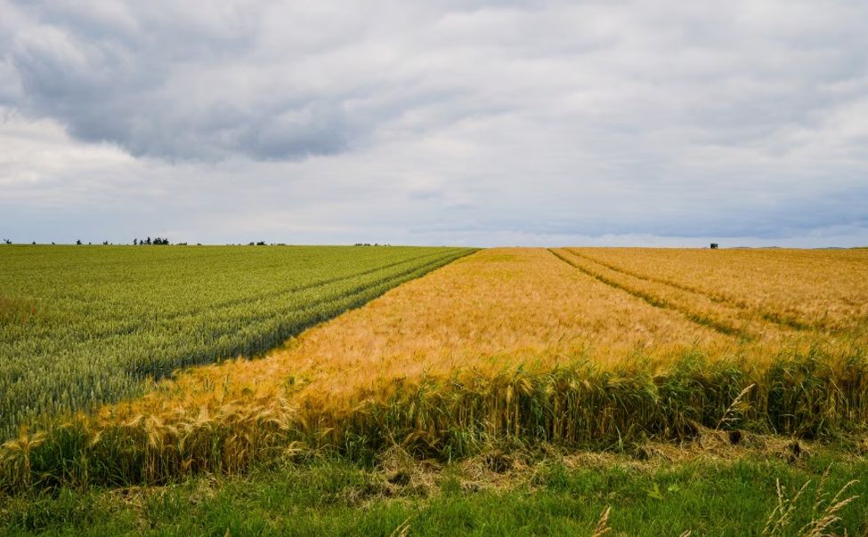 С 1 марта 2026 года в Чувашии меняется порядок перевода земель сельхозназначения в другие категории