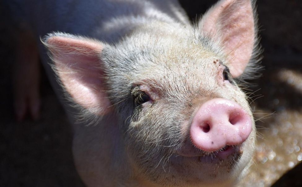 Против классической чумы в 2025 году вакцинировано свыше 407 тыс свиней 