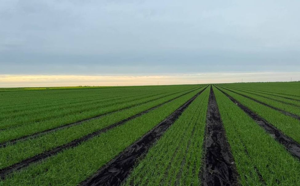 В Чувашии стартовал отбор на поддержку сельскохозяйственного страхования в области растениеводства