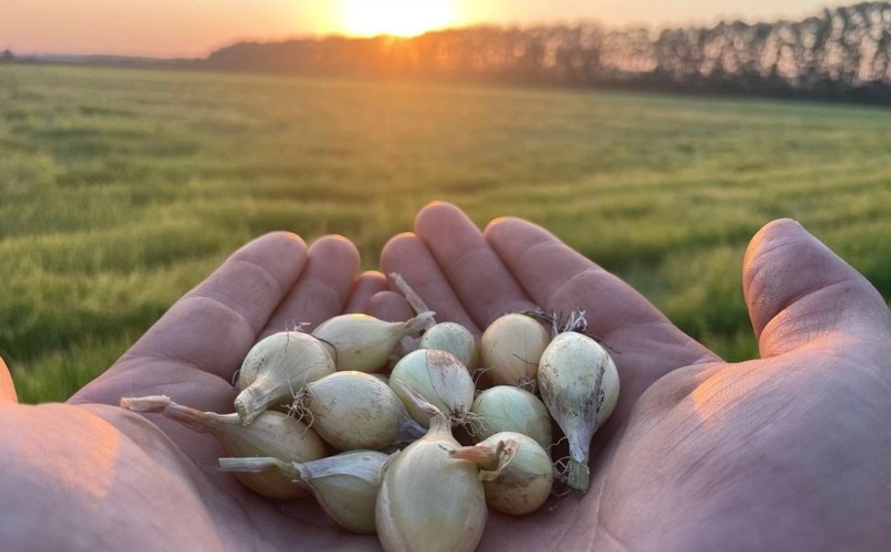 В Казахстан отгрузили первую в 2026 году партию лука-севка