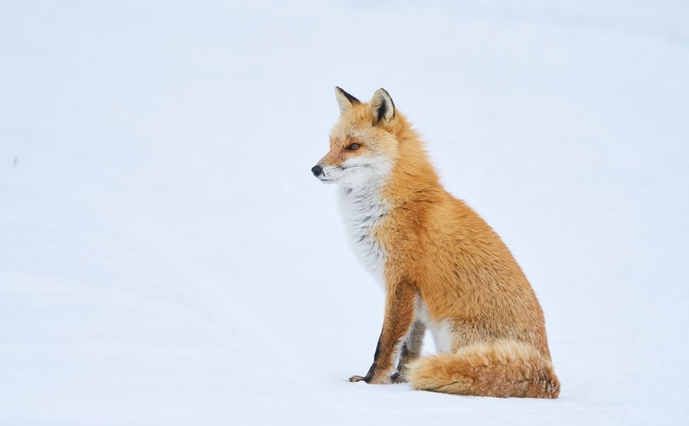 В Порецком округе снят карантин по бешенству
