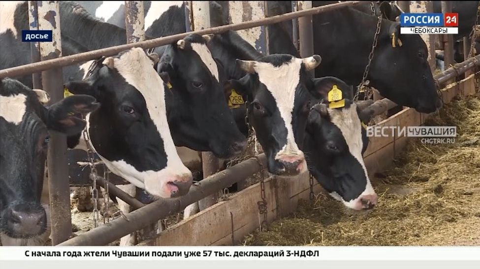 В Чувашии обнаружили пастереллёз у крупного рогатого скота