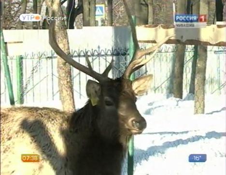 Новый день 22.01.2015