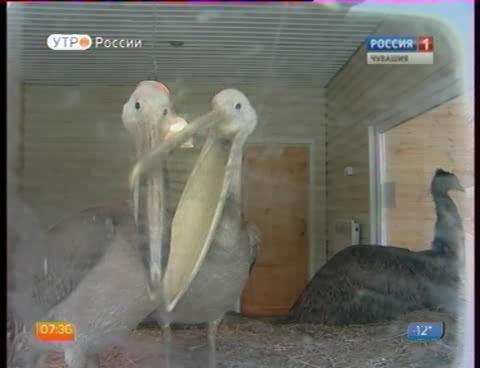 Новый день 13.01.2016