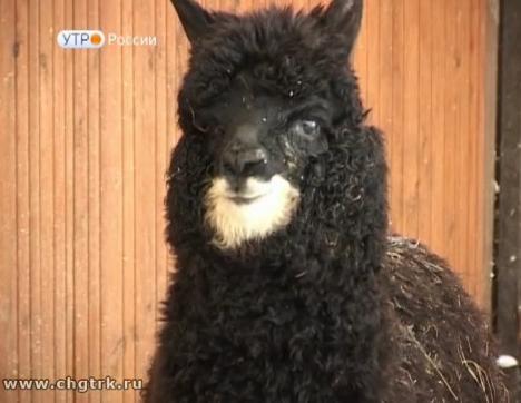 Новый день 27.01.2017