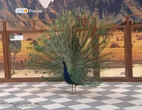 Новый день 17.03.2017