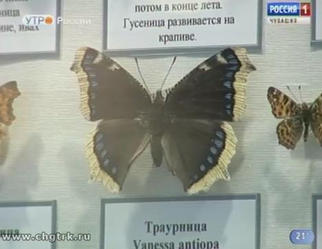 Новый день 29.06.2018