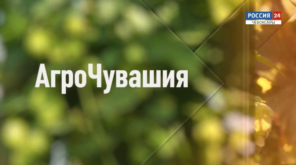 АгроЧувашия. Выпуск от 04.10.2020